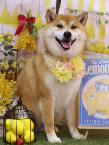 20240423マロンちゃん 